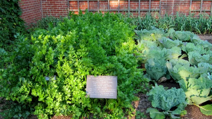 Celer na smíšeném záhoně Celer na smíšeném záhoně