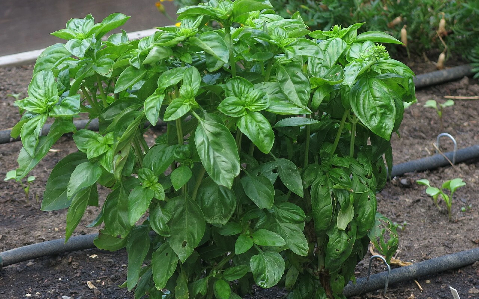 Jak stříhat bazalku? Se správným střihem se krásně zahustí a poroste jako divá