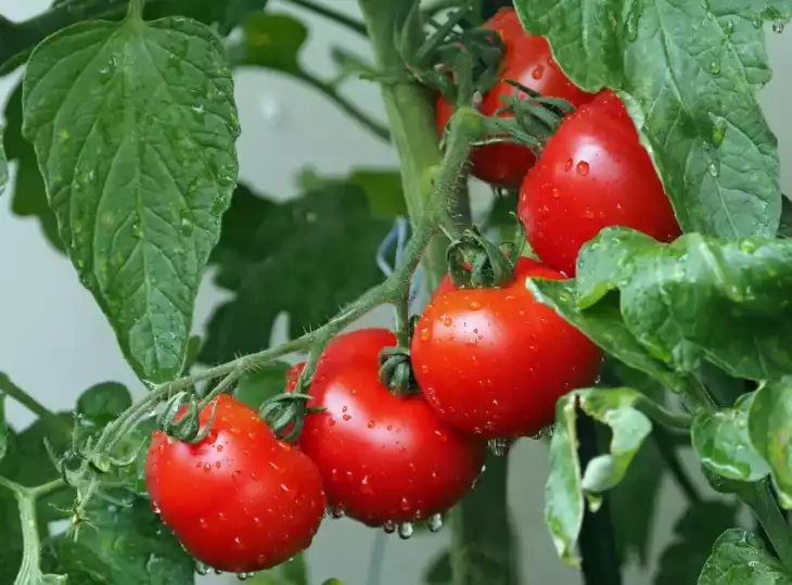 Hnojení rajčat pomocí slepičího hnojiva