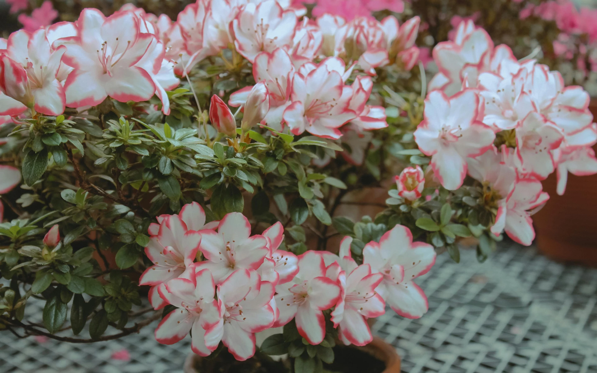 Pokojová azalka: Podpořte rostlinu v bohatém kvetení a zjistěte, proč by doma neměla chybět