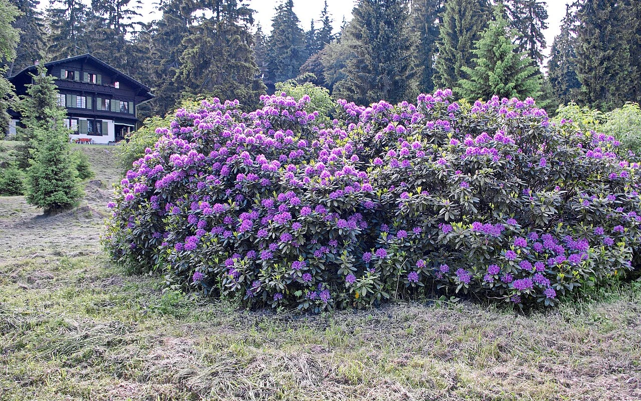 Jak pečovat o rododendrony po odkvětu, aby na jaře opět bohatě kvetly