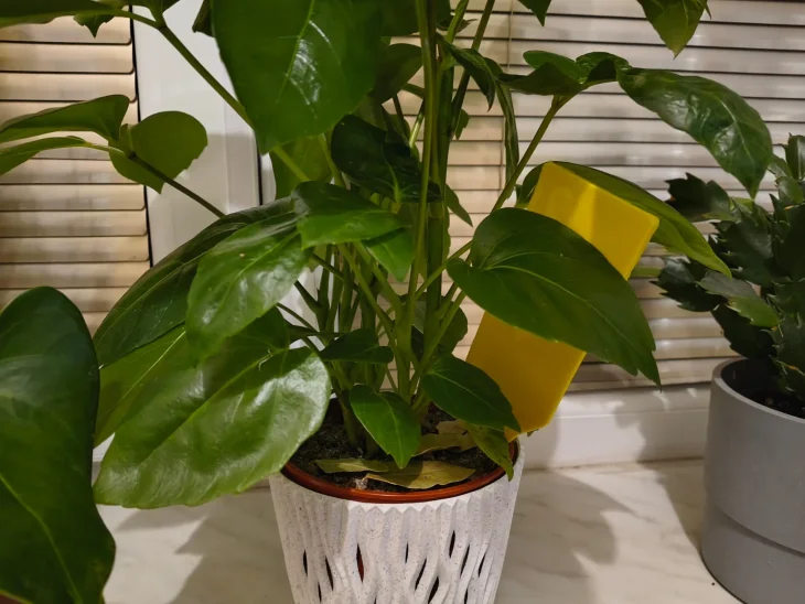 Rostlina se žlutou destičkou proti smutnicím