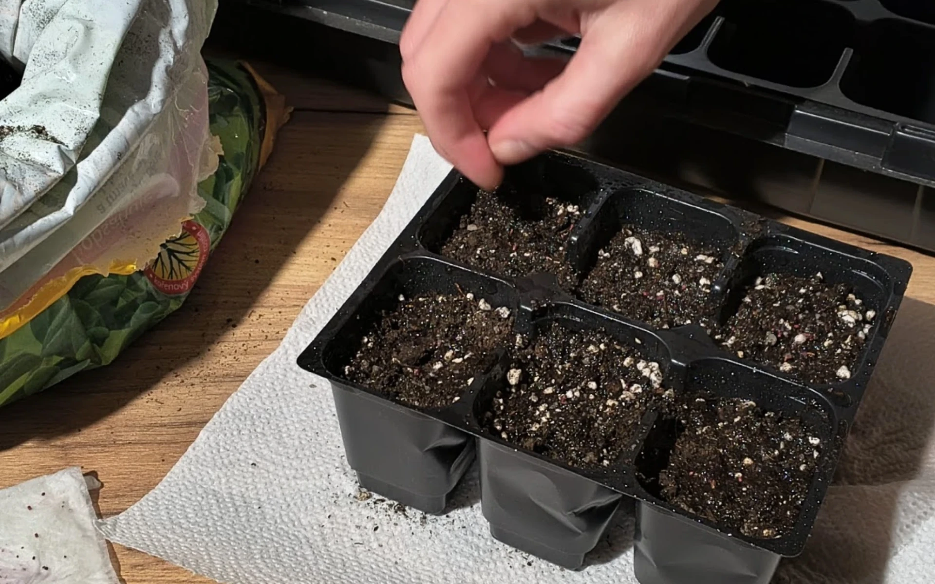 Výsev paprik v lednu