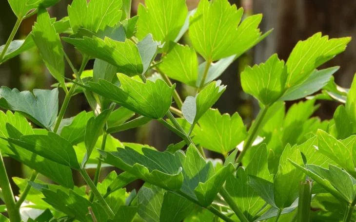 Listy libečku na záhonu