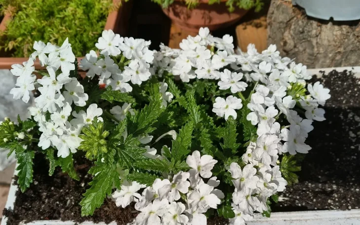 Verbena, bílé květy, pěstování v truhlíku